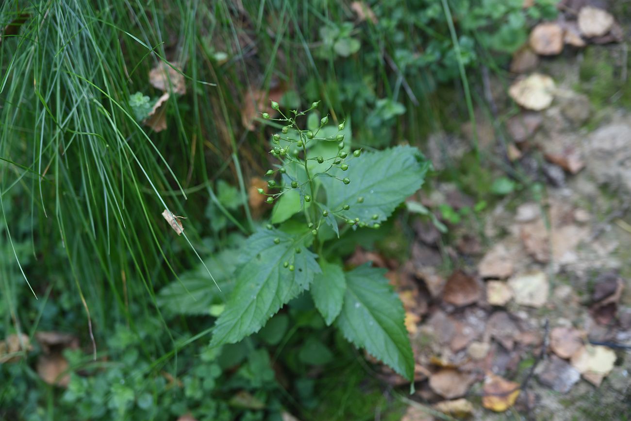 Изображение особи род Scrophularia.