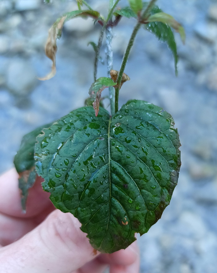 Image of Circaea lutetiana specimen.