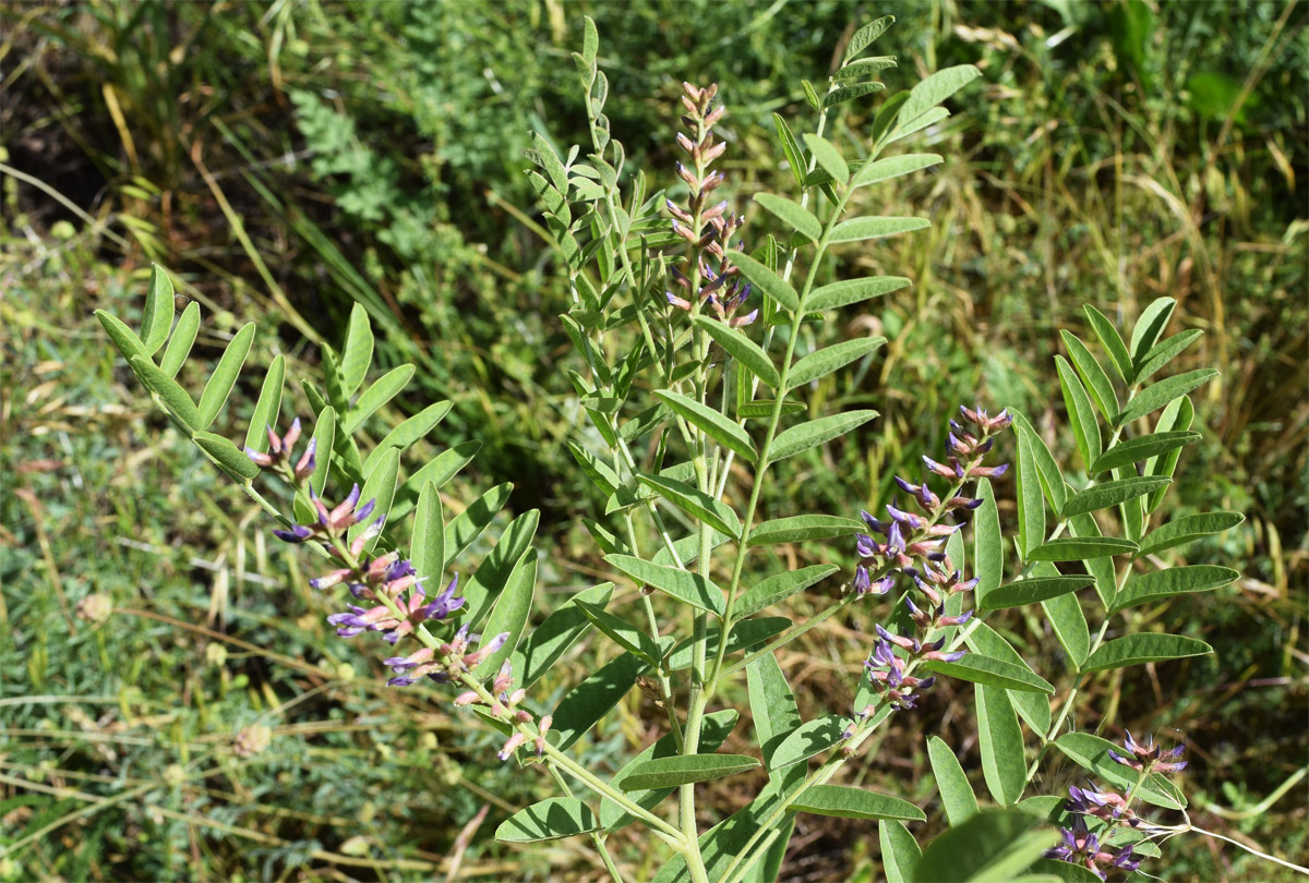 Image of Glycyrrhiza glabra specimen.