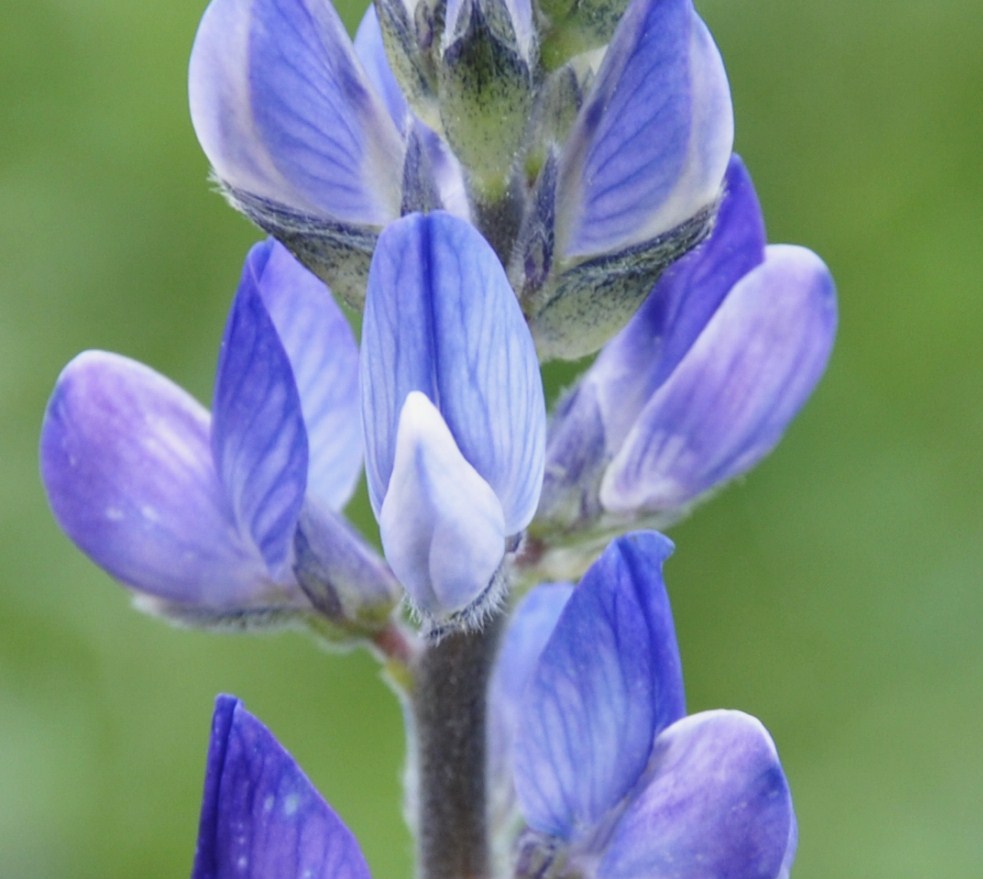 Изображение особи Lupinus angustifolius.