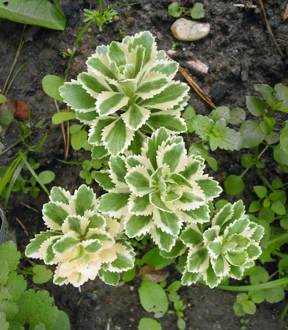 Изображение особи Aizopsis kamtschatica.