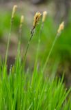 genus Carex