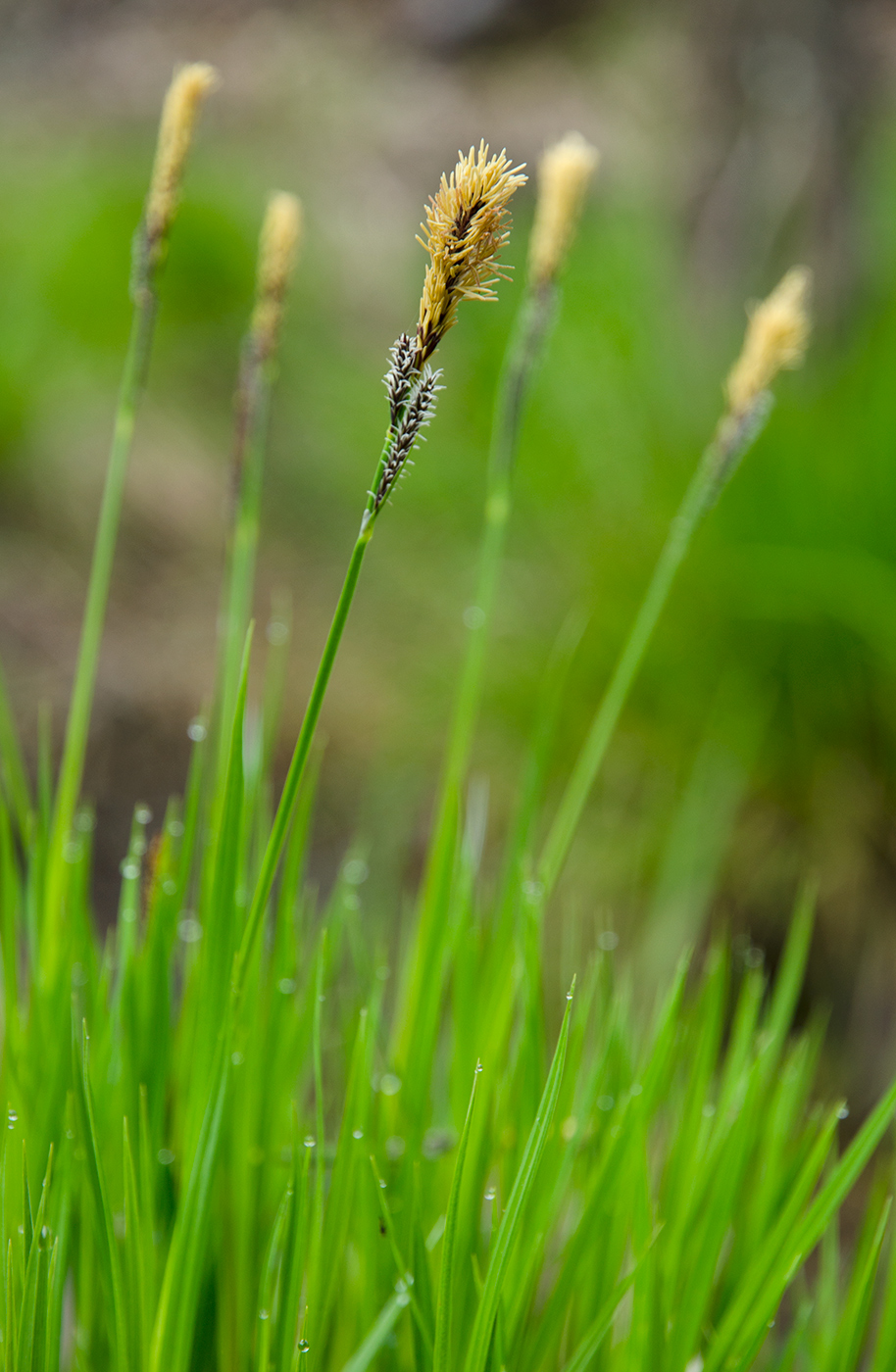 Image of genus Carex specimen.