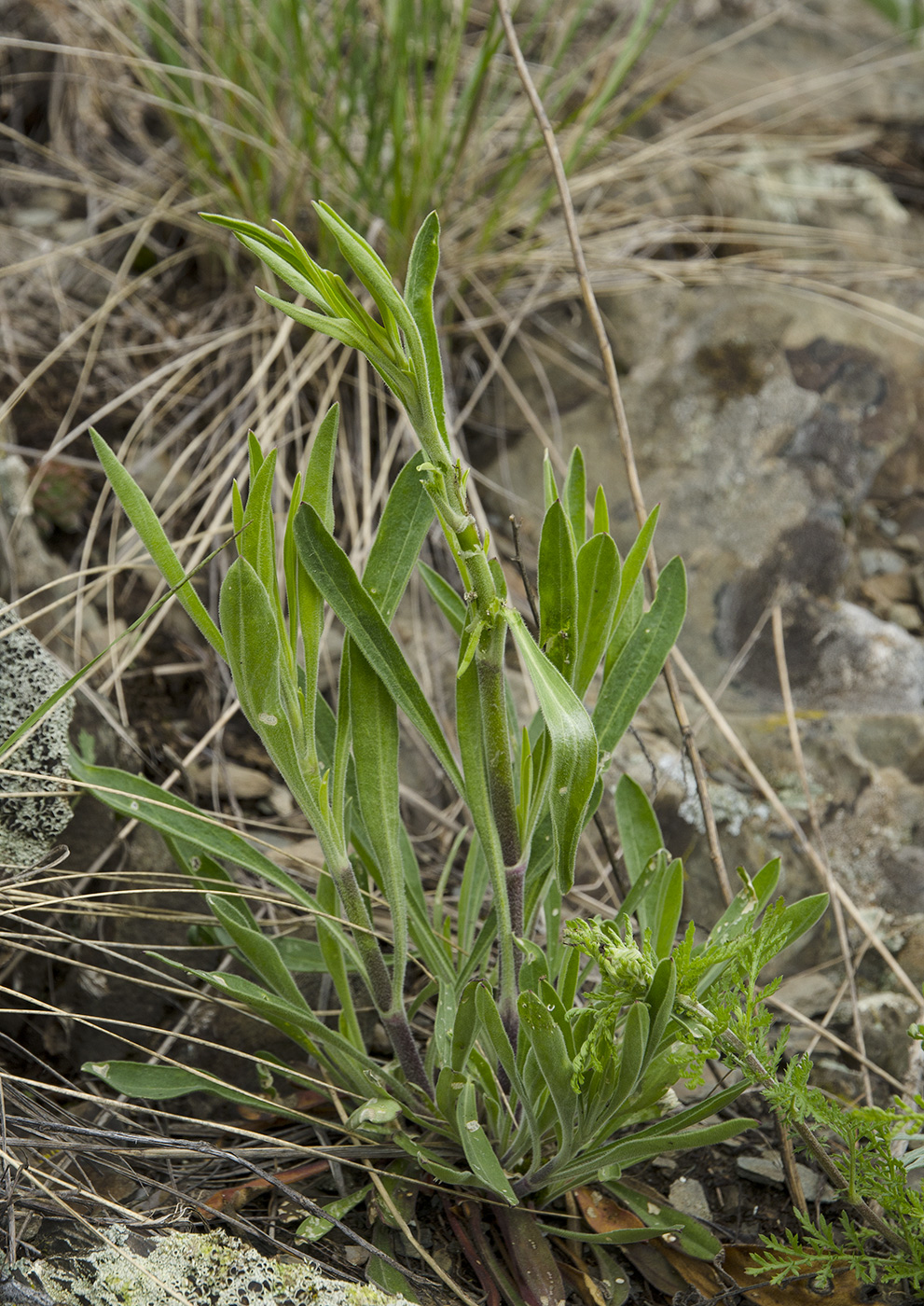 Изображение особи род Silene.