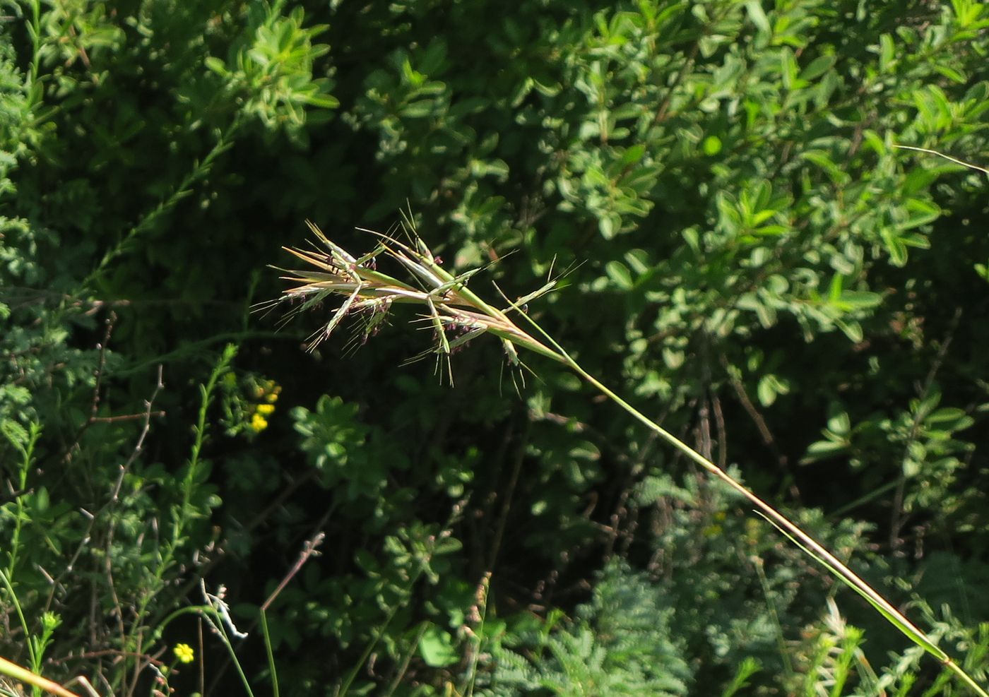 Изображение особи Cymbopogon caesius.