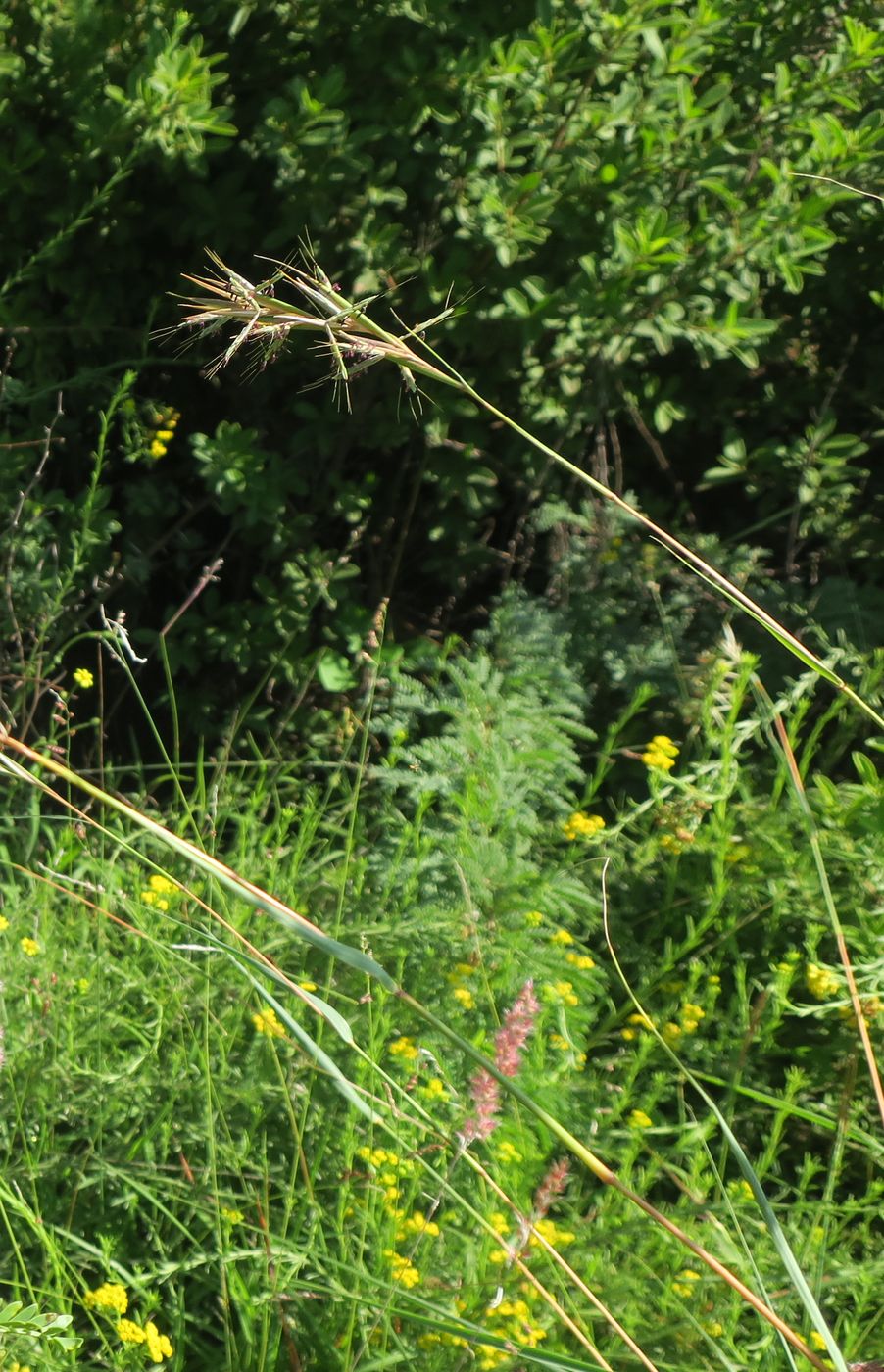 Изображение особи род Cymbopogon.