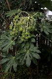 Fatsia japonica
