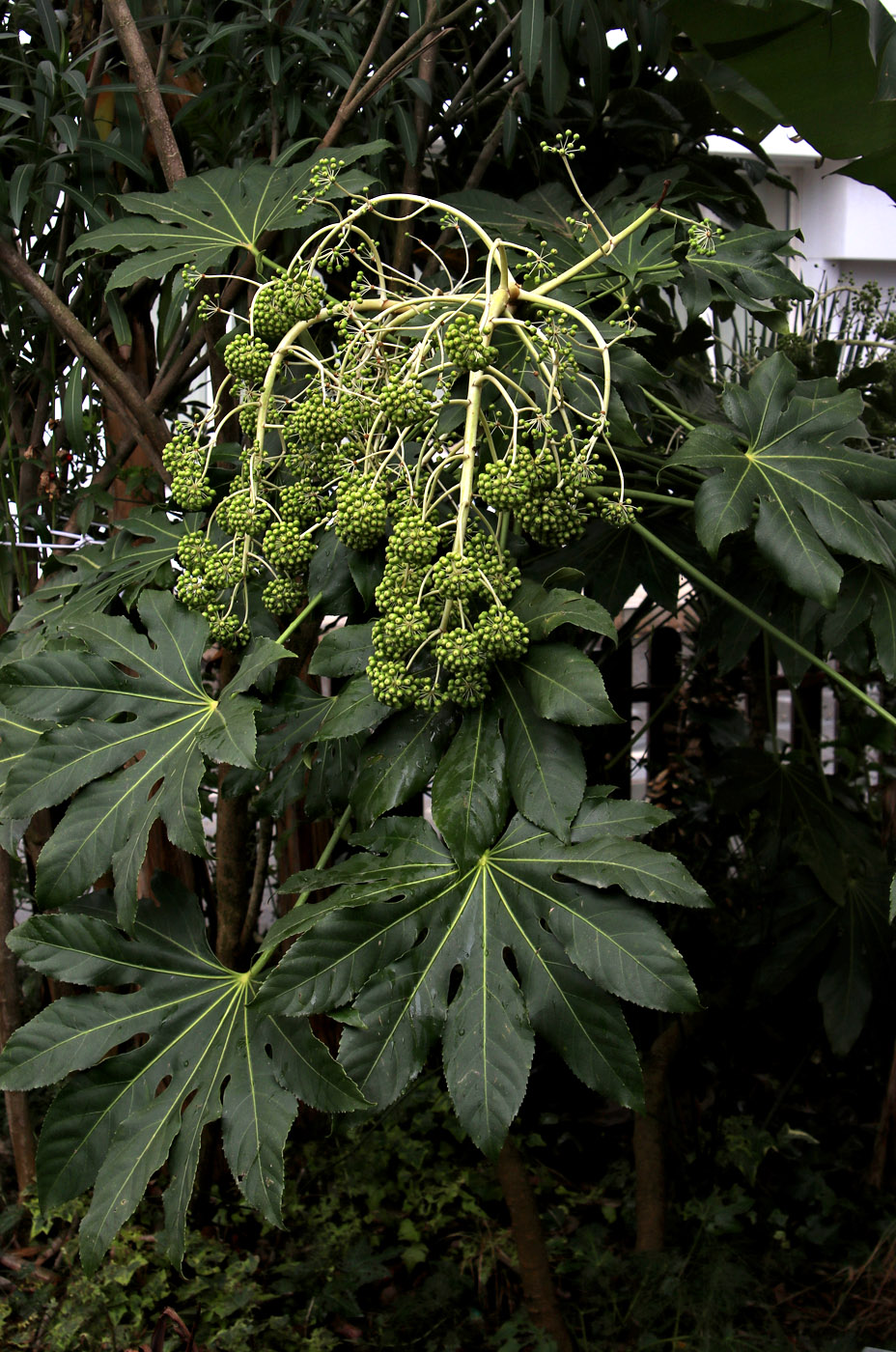 Image of Fatsia japonica specimen.