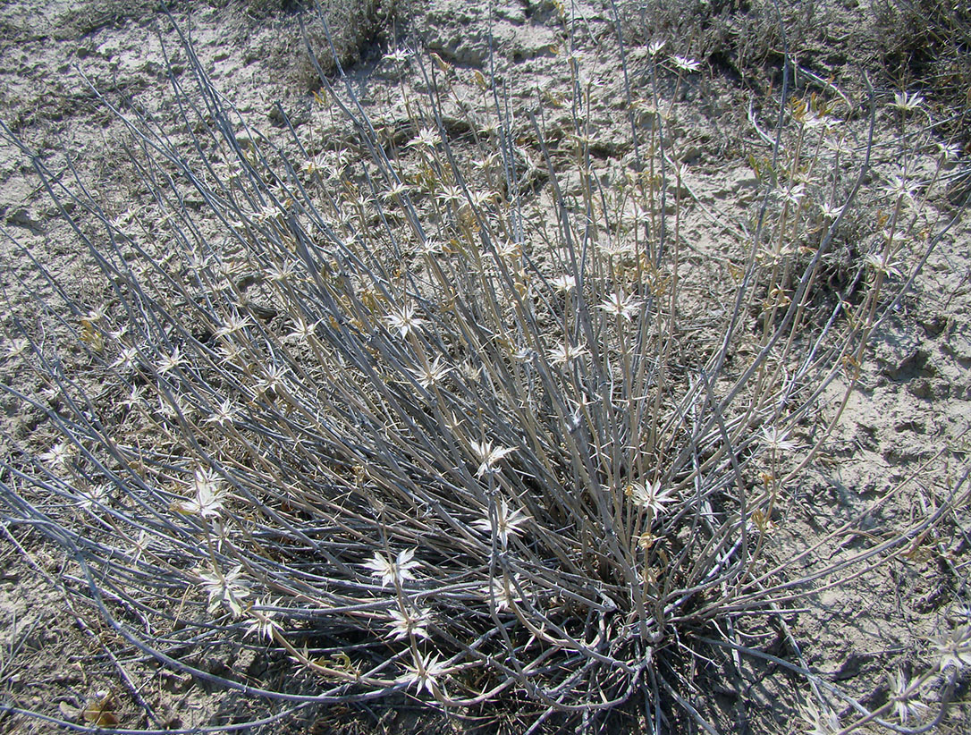 Изображение особи род Lagochilus.