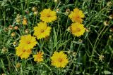 Coreopsis grandiflora. Соцветия. Китай, г. Шанхай, в культуре. 25.05.2025.