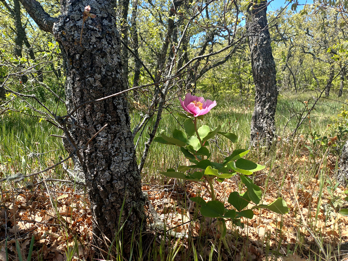 Изображение особи Paeonia daurica.