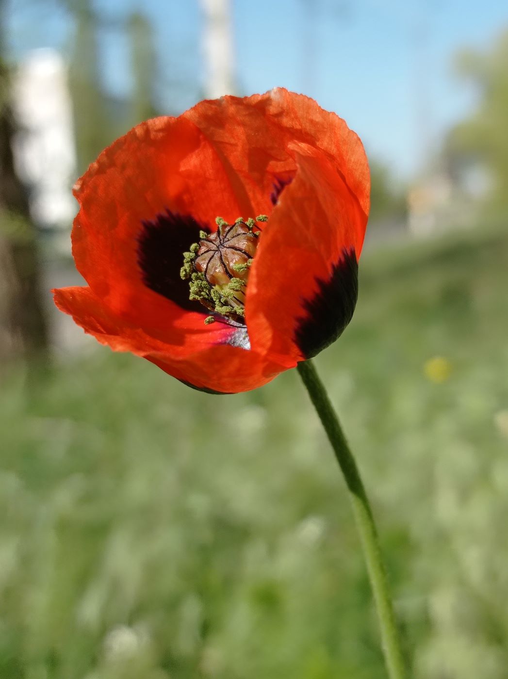 Image of Papaver stevenianum specimen.