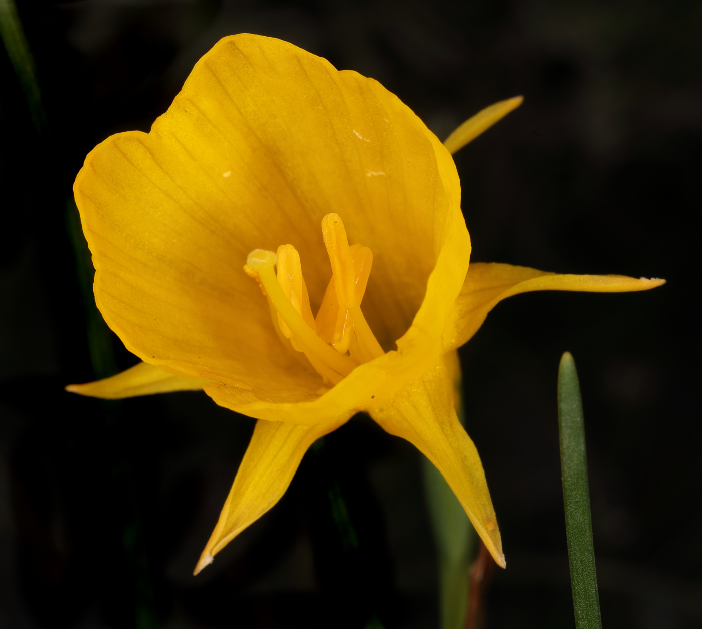 Image of Narcissus bulbocodium specimen.