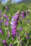 Vicia varia. Соцветие. Крым, Севастополь, Байдарская дол., окр. с. Озёрное, закустаренная поляна. 06.06.2026.