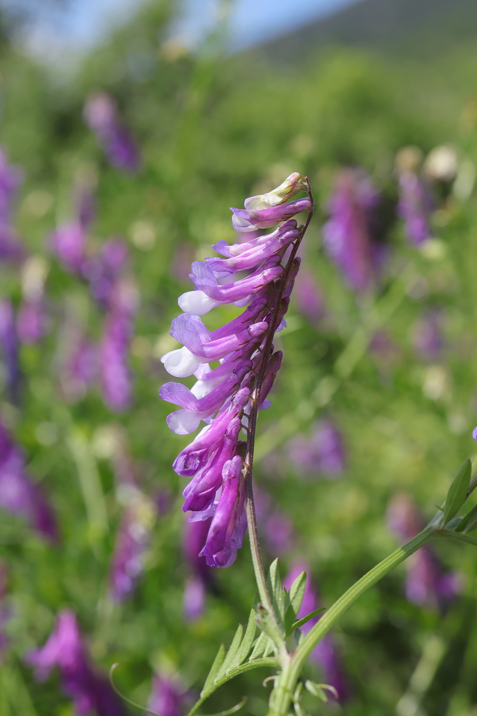 Image of Vicia varia specimen.