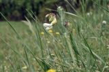 Lathyrus pallescens. Верхушка побега с соцветием. Крым, окр. г. Симферополь, дубовое редколесье. 17.05.2026.