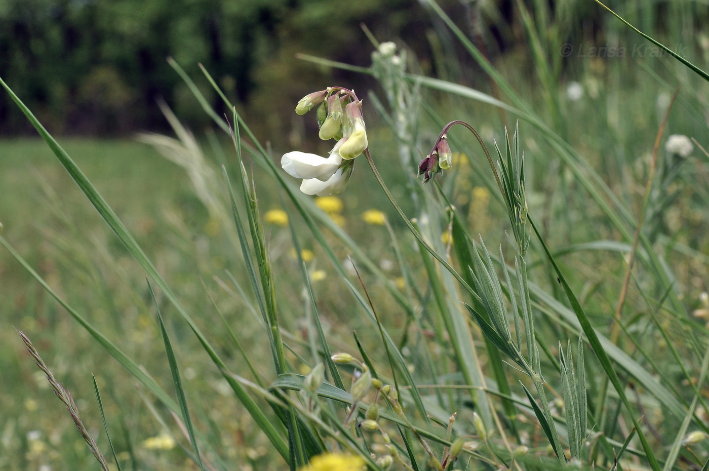 Image of Lathyrus pallescens specimen.