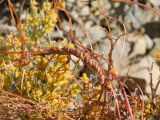 Cuscuta pamirica. Побеги растения с развивающимися цветками, паразитирующего на Ephedra. Таджикистан, Горно-Бадахшанская автономная обл., Рушанский р-н, хр. Северо-Аличурский, Ирхтские горы, Сарезское оз., Ирхтский залив, полуостров в устье р. Лянгар, выс. ≈ 3250 м н.у.м., каменистый склон. 25 июня 2026 г.