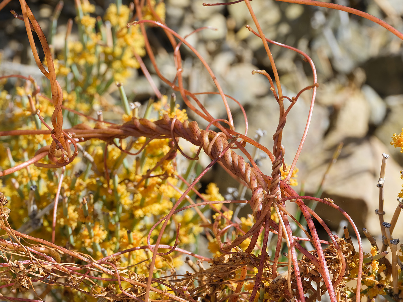 Image of Cuscuta pamirica specimen.
