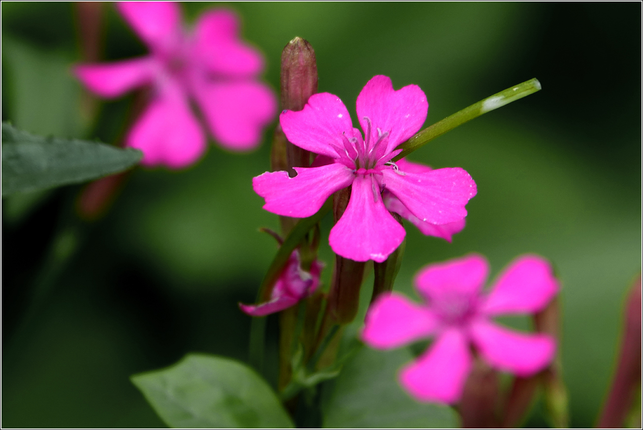 Изображение особи Silene armeria.
