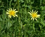 genus Tragopogon