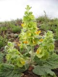 Eremostachys molucelloides. Цветущее растение. Казахстан, Восточно-Казахстанская обл., Южный Алтай, предгорья хр. Азутау в 16 км к юго-зап. от с. Маркаколь (Алексеевка, Теректы), у обочины автодороги. 11 мая 2026 г.