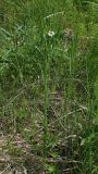 род Arabis