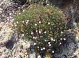 genus Acantholimon. Цветущие растения. Армения, Ширакская обл., гора Артени, привершинная часть. 30.07.2026.