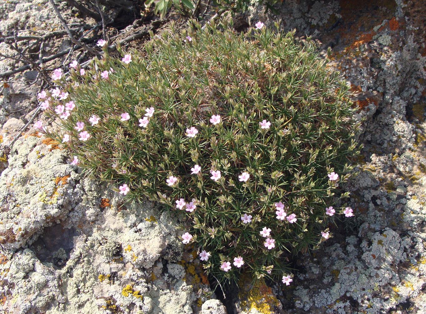 Image of genus Acantholimon specimen.