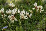 Trifolium polyphyllum. Соцветия и листья. Карачаево-Черкесия, Карачаевский р-н, ущ. ручья Тырменлыкол, 2950 м н.у.м., каменистый альпийский луг. 08.08.2026.