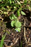 genus Veronica. Лист (вид на абаксиальную поверхность). Турция, ил Артвин, у храма Отхта, луг. 13 июня 2026 г.