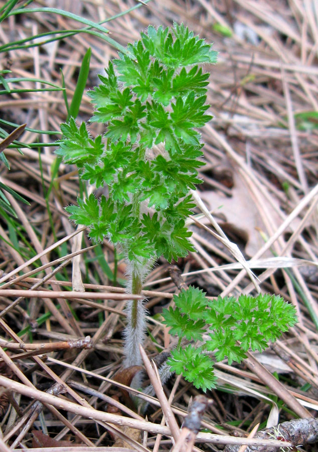 Image of Laserpitium hispidum specimen.