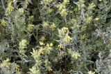 Rhinanthus songaricus