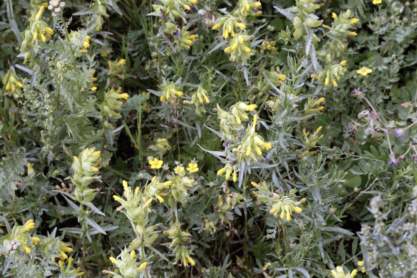 Изображение особи Rhinanthus songaricus.