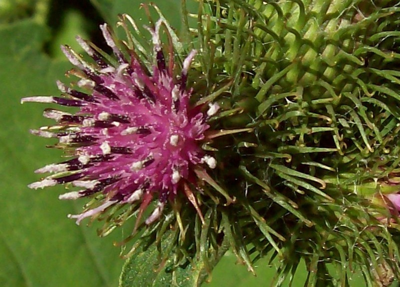 Image of Arctium minus specimen.