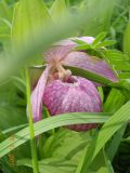 Cypripedium macranthos