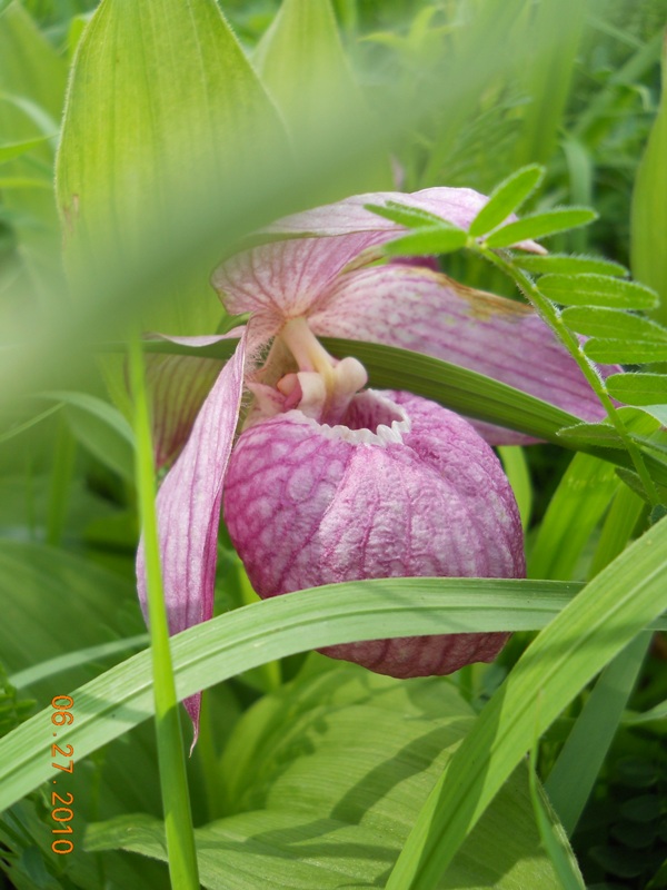 Image of Cypripedium macranthos specimen.