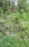 Carex globularis