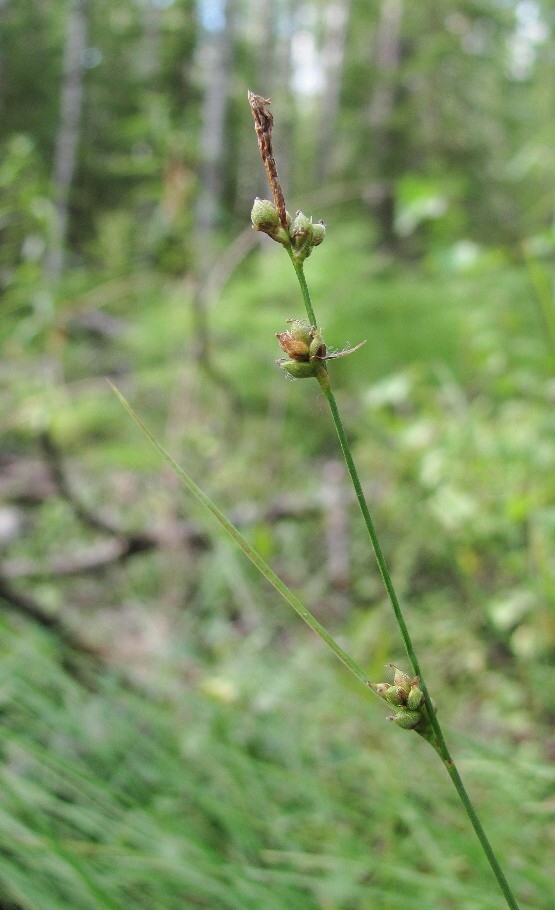 Image of Carex globularis specimen.