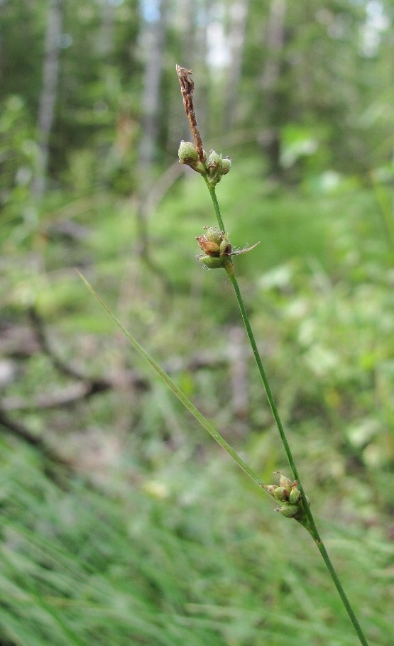 Изображение особи Carex globularis.