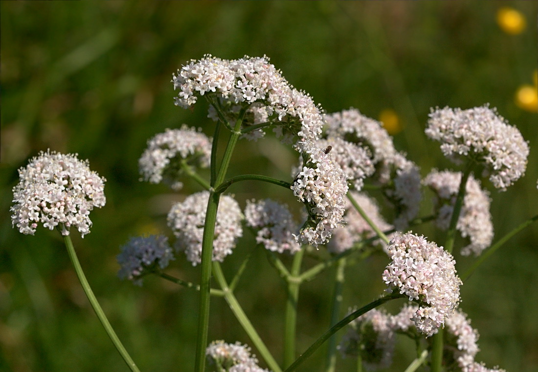 Изображение особи Valeriana collina.