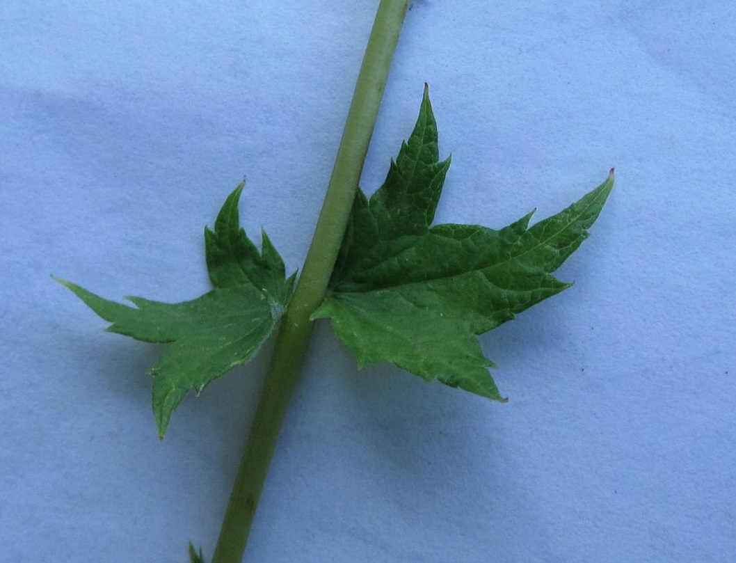 Image of Filipendula stepposa specimen.