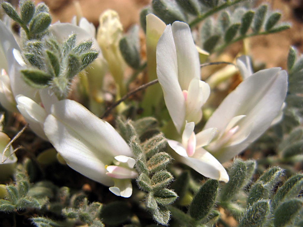 Изображение особи Astragalus rupifragus.