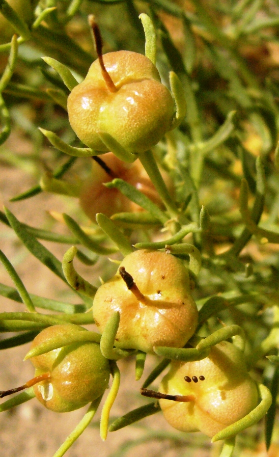 Image of Peganum harmala specimen.