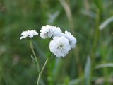 Achillea ptarmica var. multiplex