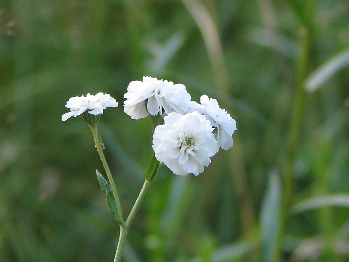 Изображение особи Achillea ptarmica var. multiplex.