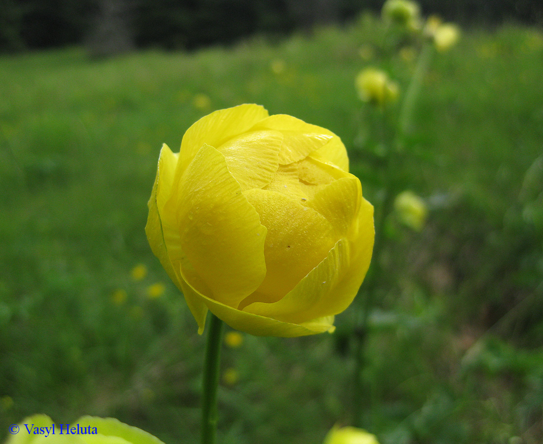 Image of Trollius altissimus specimen.