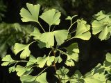 Ginkgo biloba