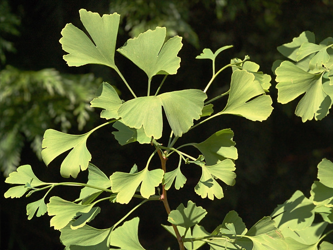 Изображение особи Ginkgo biloba.