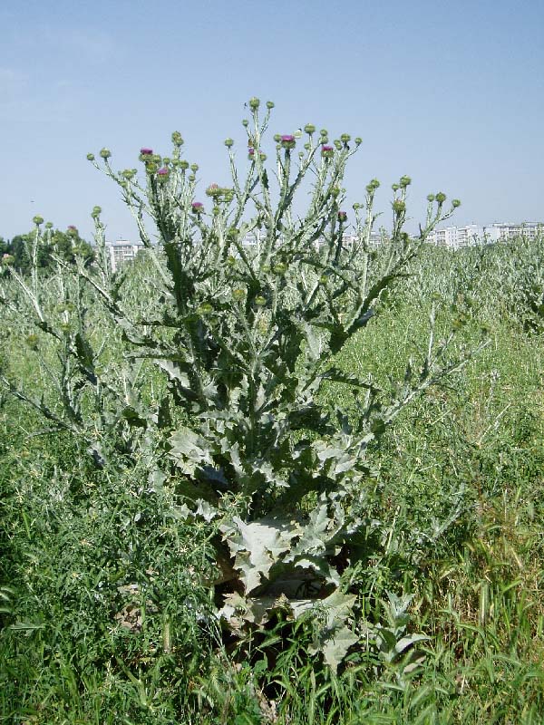 Image of Onopordum acanthium specimen.